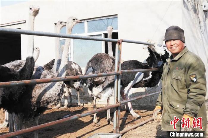 图为呼日乐巴特尔和他的鸵鸟特色养殖基地。　于明梅 摄