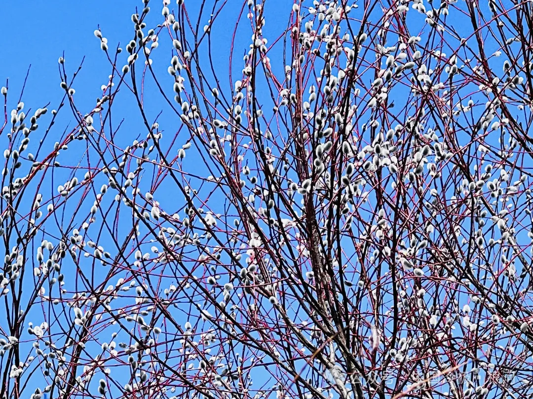 又见红毛柳迎风报春来