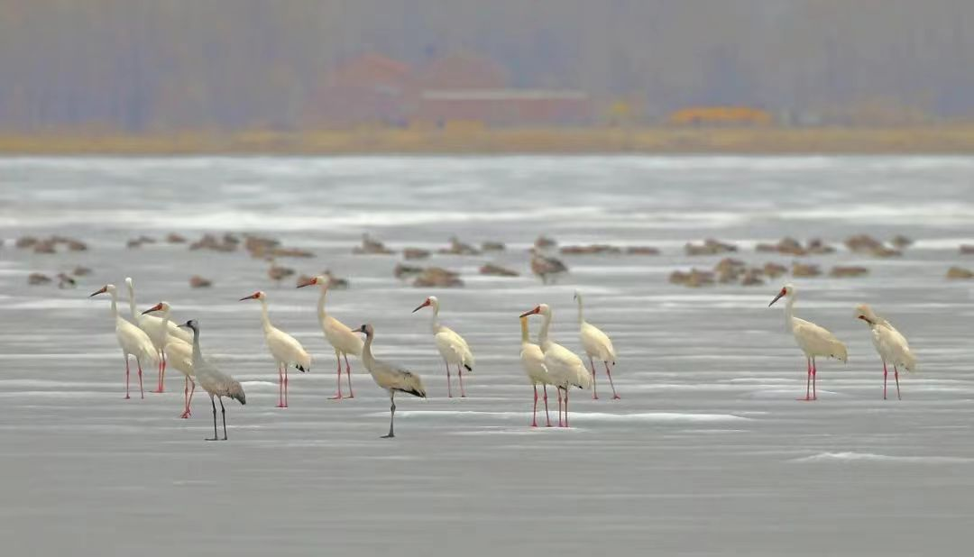 壁纸 动物 鸟 鸟类 1080_618