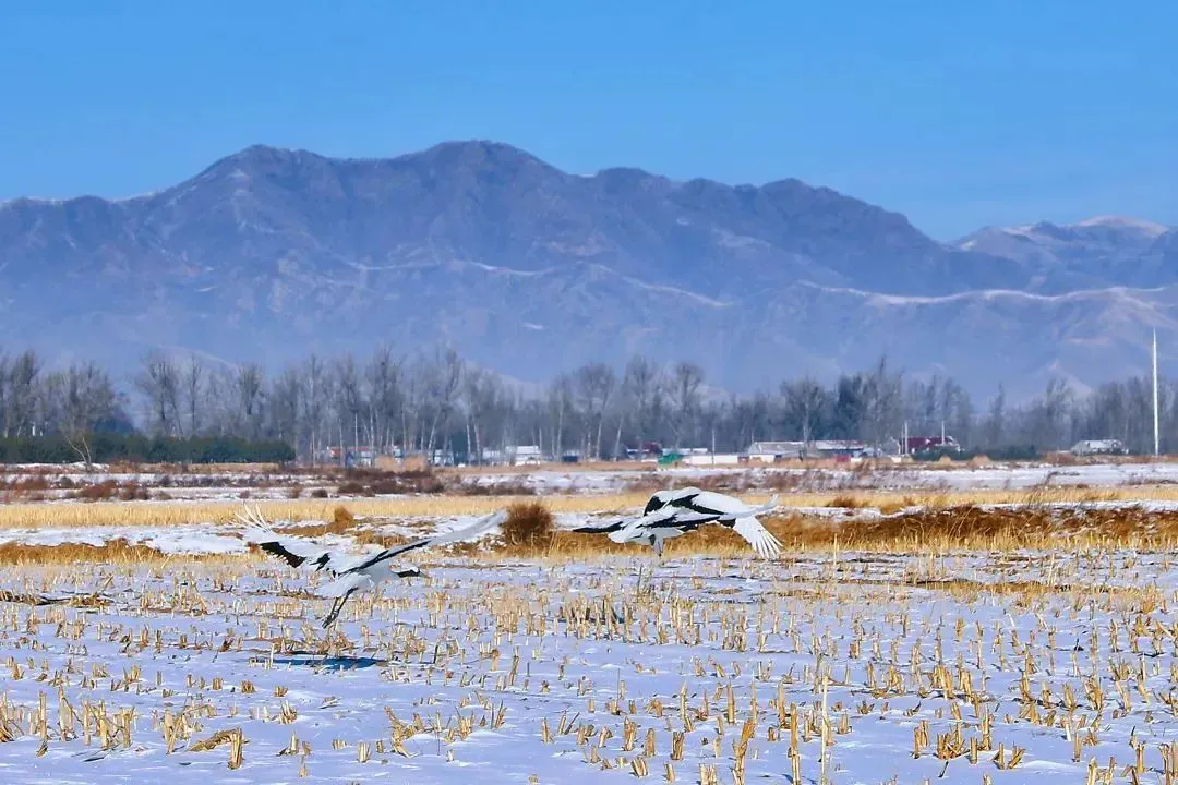 野生丹顶鹤现身乌兰察布市凉城县岱海.