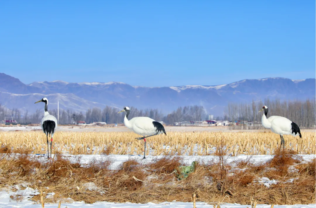 县岱海流域国家一级保护动物丹顶鹤现身初冬时节在内蒙古不断展现一