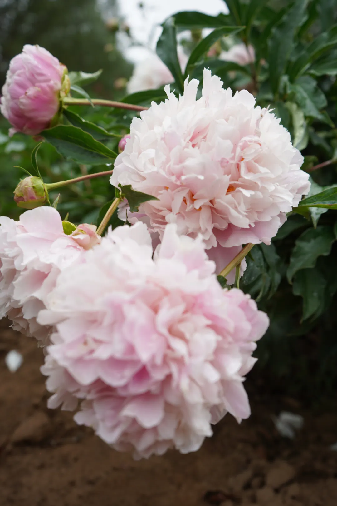 芍药花高清大图来了